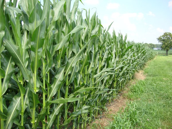 160 Acres Offered in 6 Tracts